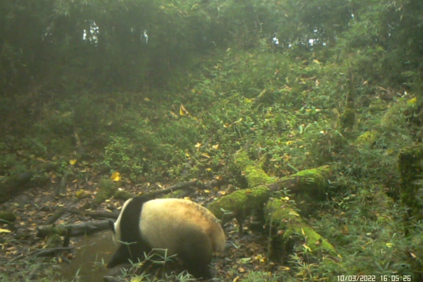 红外相机拍摄到正在喝水的大熊猫。图片来自视频截图