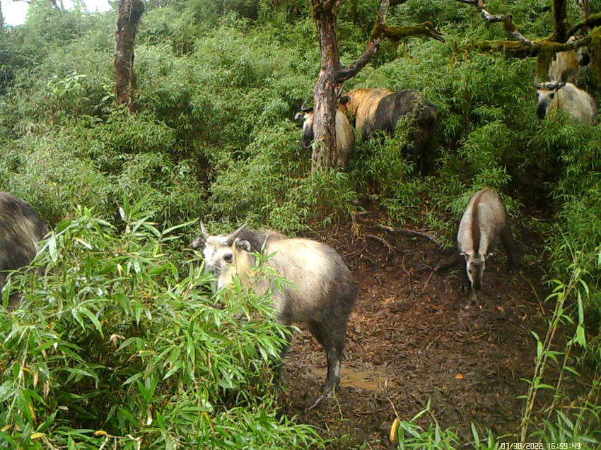 红外相机拍摄的羚牛群。图片来自视频截图