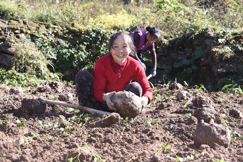 村民满脸笑容抱着丰收的魔芋。宣汉县委宣传部供图