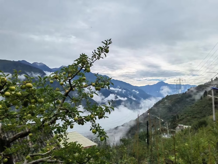 大渡河岸邊，金秋時節的固包村，漫山遍野洋溢著甜蜜醉人的果香。瀘定縣委宣傳部供圖