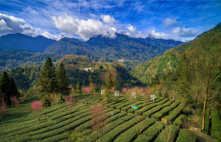 峨眉雪芽種植基地。峨眉雪芽茶業集團供圖