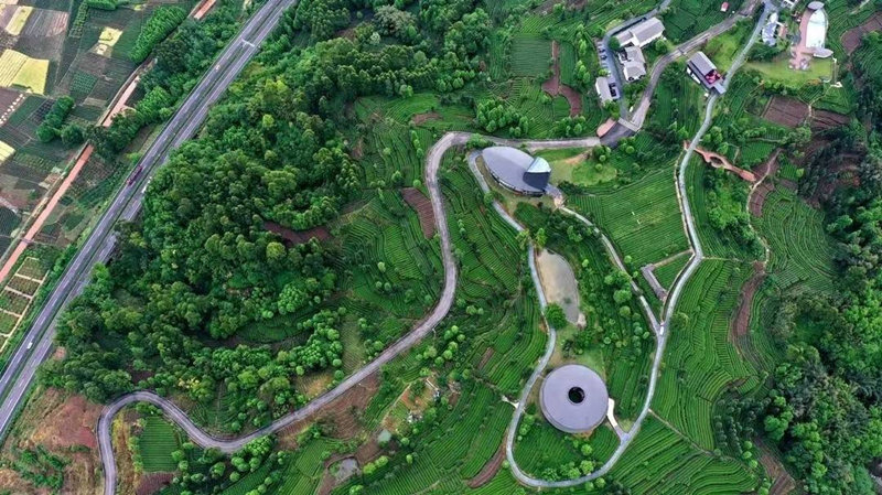 青杠坪茶叶环线。洪雅县委宣传部供图