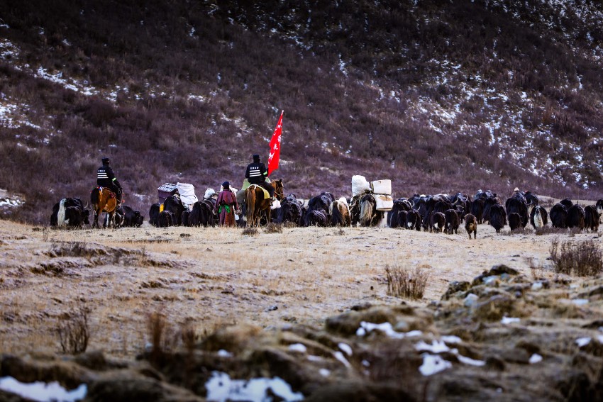 石渠民警在海拔4000米草原護航牦牛遷徙。甘孜州公安局供圖