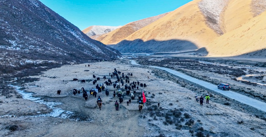 石渠民警在海拔4000米草原護航牦牛遷徙。甘孜州公安局供圖