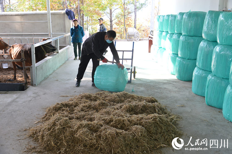 用打碎的玉米、稻草秸秆喂牛。鄢怀林摄