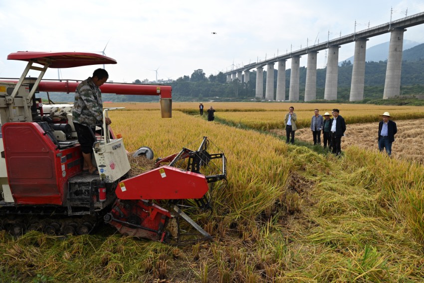2022年10月，超级杂交稻单季亩产1200公斤高产攻关德昌基地进行田间测产验收。凉山州委宣传部供图