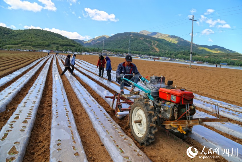2020年5月，布拖县木尔乡叶尔村，村民机械化盖膜种植萝卜，实现了从传统种植到现代种植的跨越。王德摄