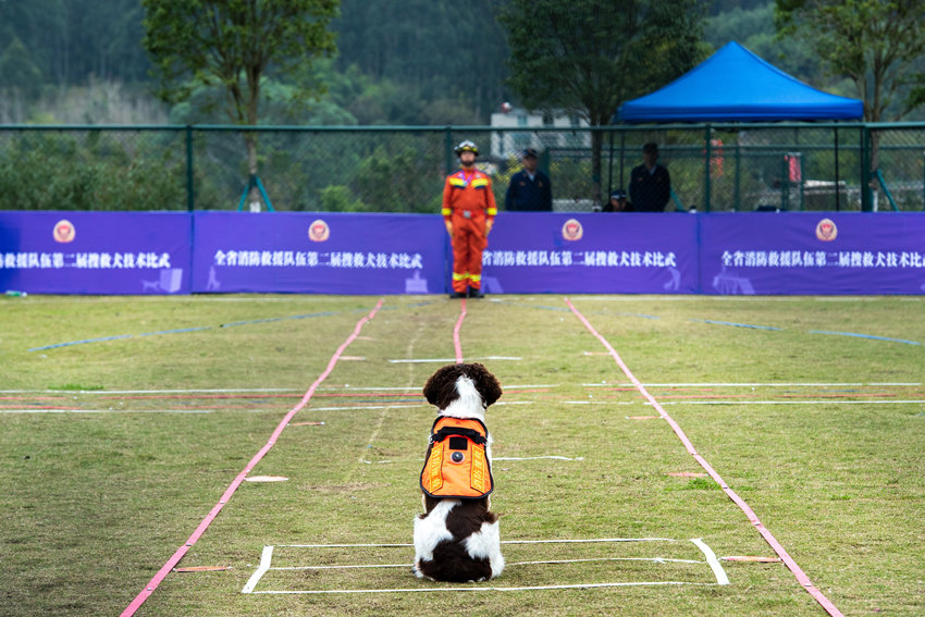 基礎服從科目：搜救犬正在等待訓導員指令。四川省消防救援總隊供圖