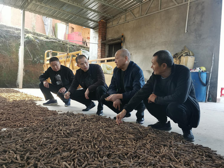 農技人員到鬆林村指導仙茅晾晒要點。敘州區融媒體中心供圖