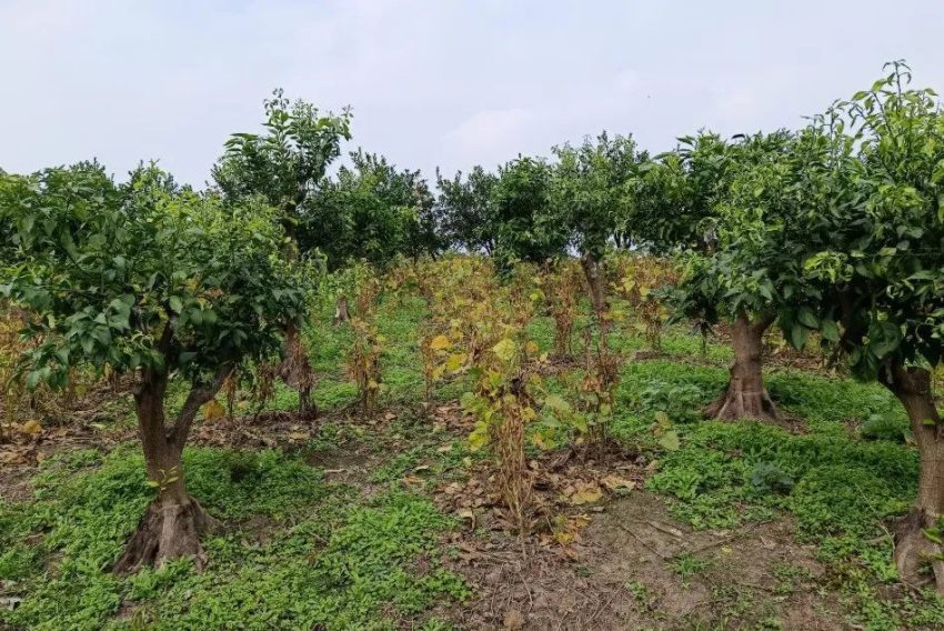 榮縣果樹套種的大豆。丁文君攝