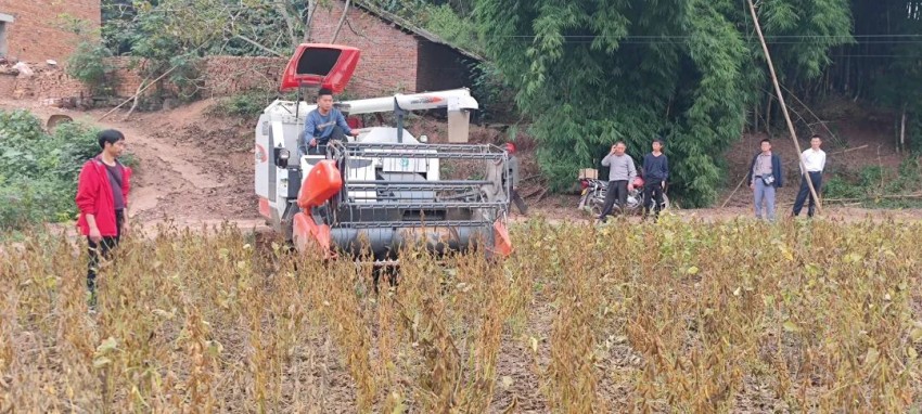 示范點位大豆迎來豐收。丁文君攝