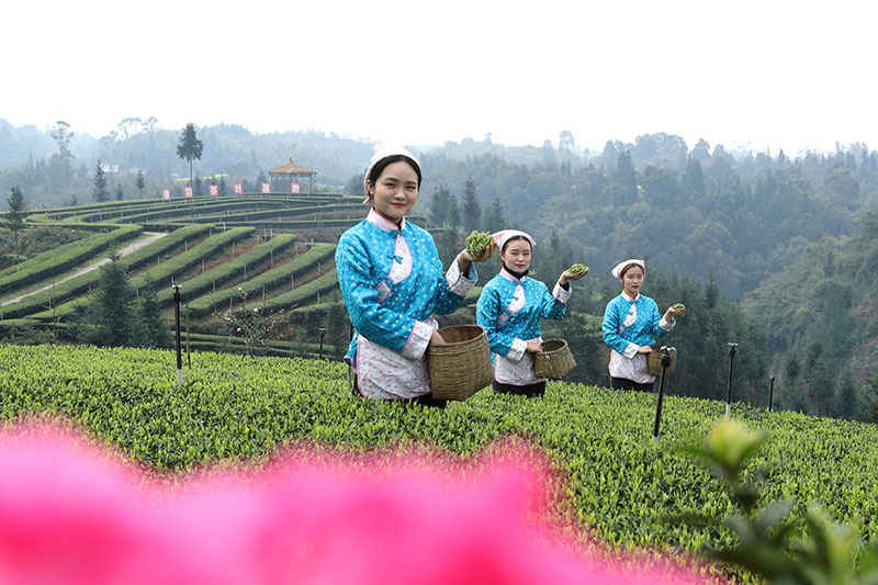 游客在大渡口镇凤凰湖村体验采茶制茶。大渡口镇供图