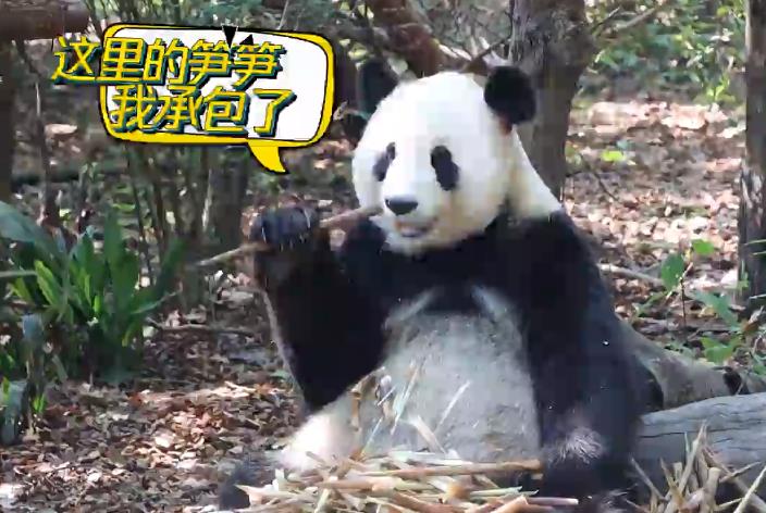 熊猫吃播的几种类型