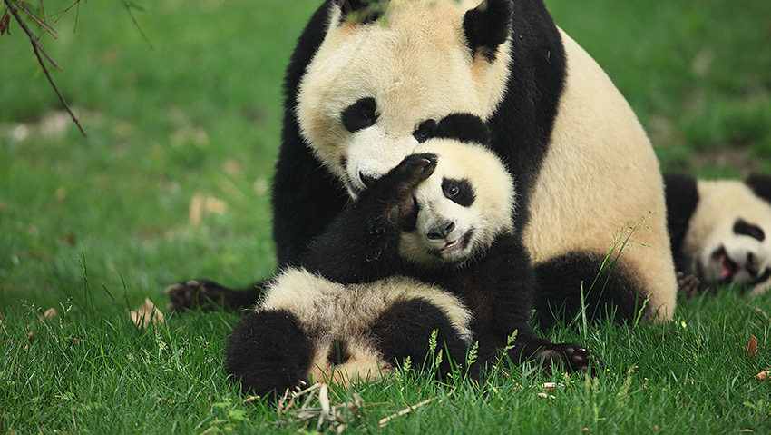 玩耍中的大熊貓