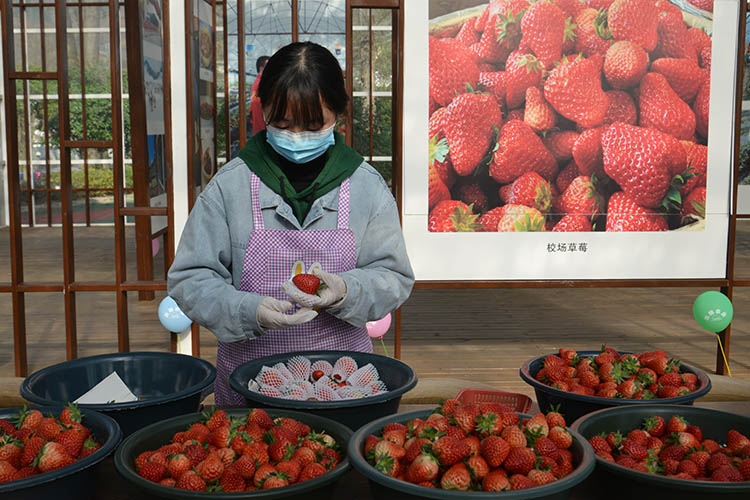 果農挑選精品草莓，准備用快遞發往客戶。朝天區融媒體中心供圖