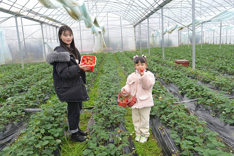 市民親子採摘。朝天區融媒體中心供圖