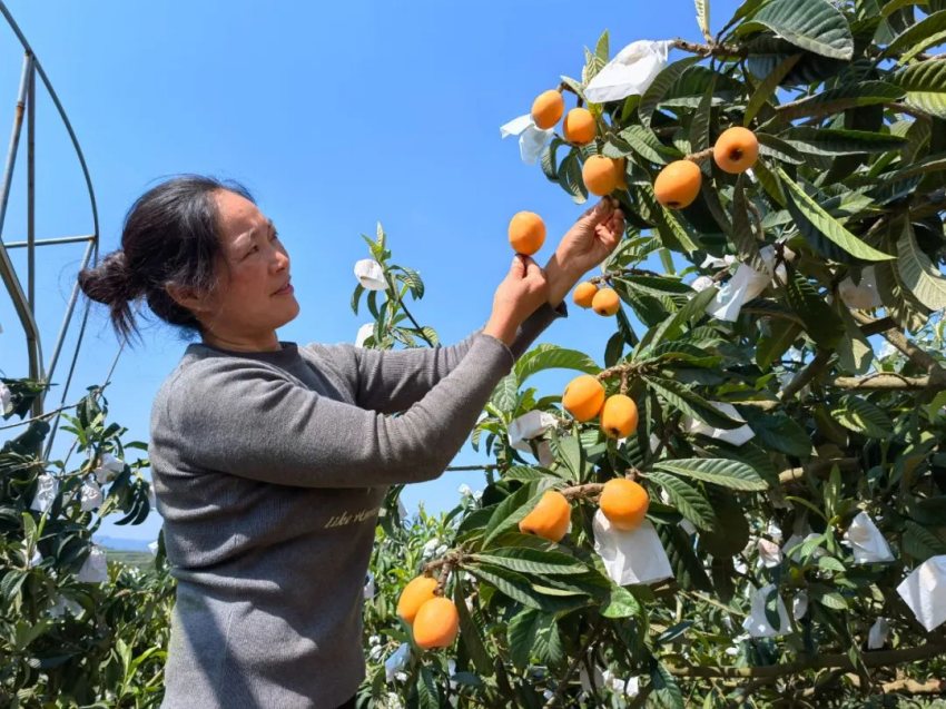 枇杷採摘。劉瑞攝