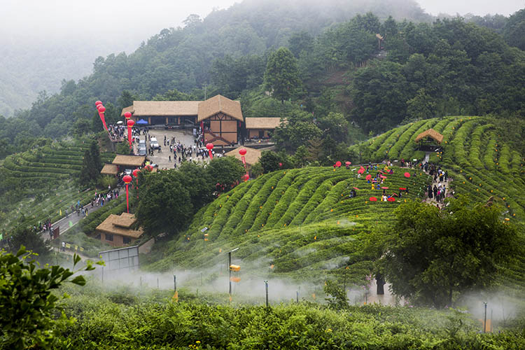 樂安茶葉中藥材現代農業園區。青川縣融媒體中心供圖