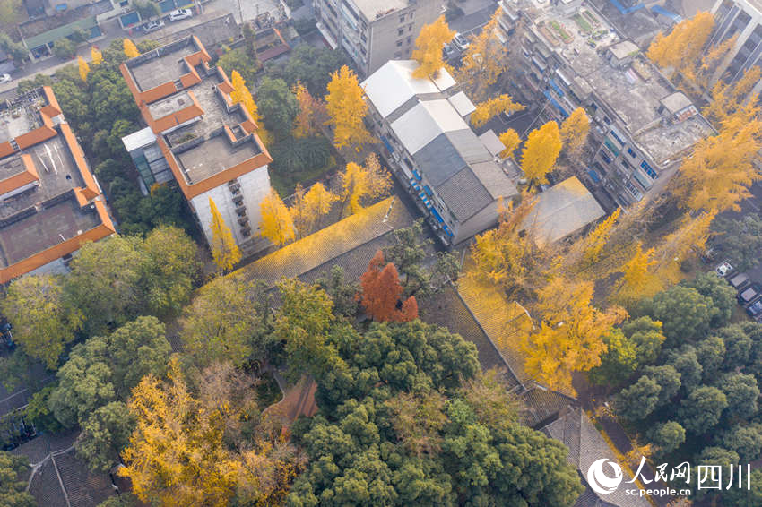 冬日银杏扮靓城市街景。翁光建摄