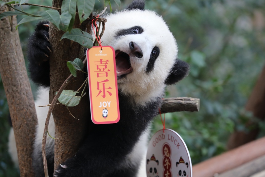 大熊猫萌亮相送祝福。成都大熊猫繁育研究基地供图
