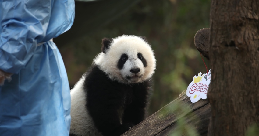 大熊猫萌亮相送祝福。成都大熊猫繁育研究基地供图