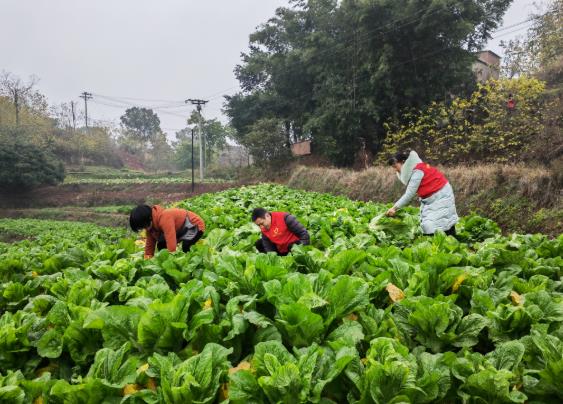 采收蔬菜（曾佐然摄