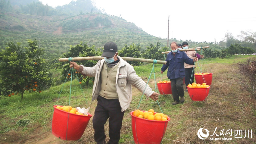 納溪區白節鎮青風村村民在基地採摘臍橙。 曾薇攝