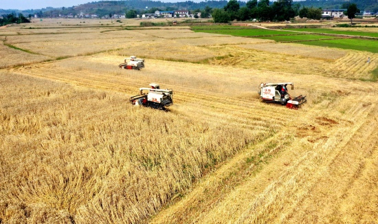 收割機在仁壽縣方家鎮水池村收割小麥。眉山宣傳部供圖