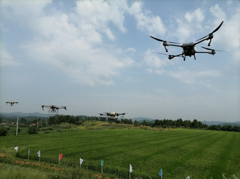 圖為無人機上陣為梓潼雜交水稻制種“趕花”。農發行四川省分行供圖