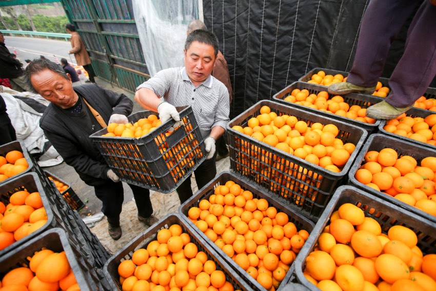 2022年11月23日，遂寧市大英縣柑橘現代產業園，村民將剛採摘的一箱箱柑橘裝車。吳奉家攝