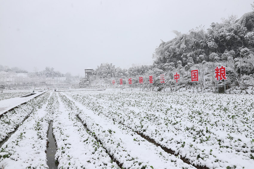 四川达州银装素裹美景如画。刘小洪摄 