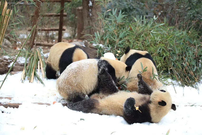 大熊貓盡情雪地撒歡。成都大熊貓繁育研究基地供圖