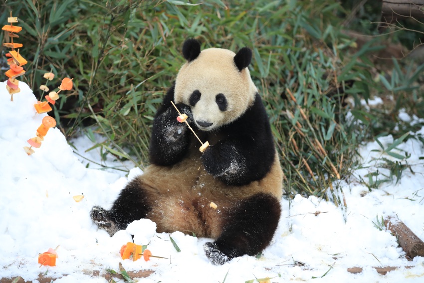 大熊貓盡情雪地撒歡。成都大熊貓繁育研究基地供圖