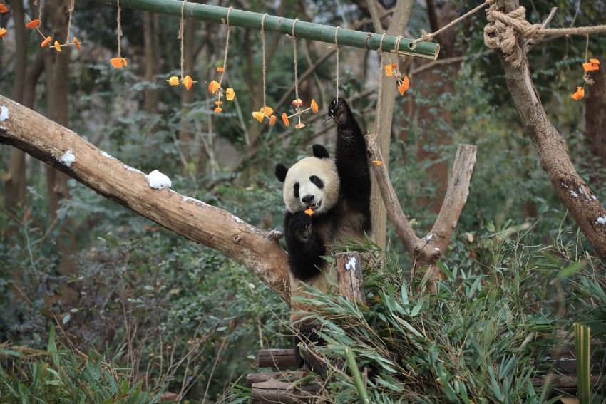 大熊猫尽情雪地撒欢。成都大熊猫繁育研究基地供图