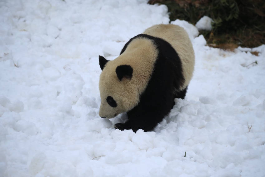 “滚滚”在雪地里撒欢。成都大熊猫繁育研究基地供图