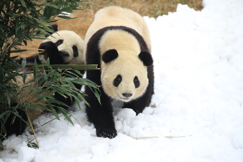 “滚滚”在雪地里撒欢。成都大熊猫繁育研究基地供图