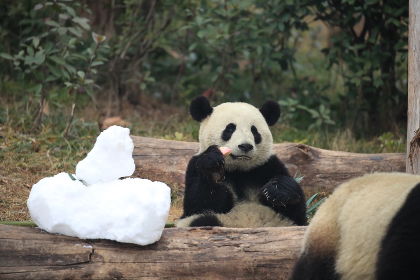 “滚滚”在雪地里撒欢。成都大熊猫繁育研究基地供图