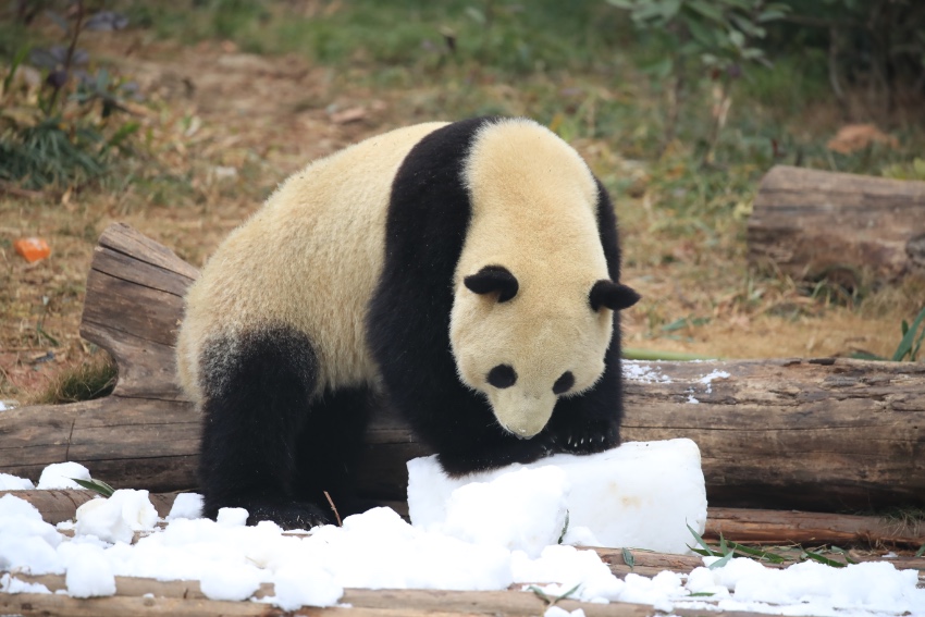 “滚滚”在雪地里撒欢。成都大熊猫繁育研究基地供图