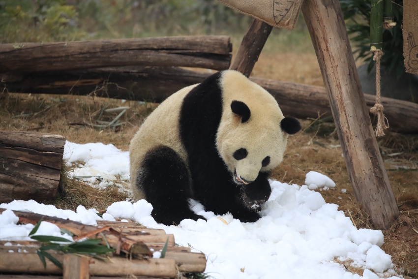 “滚滚”在雪地里撒欢。成都大熊猫繁育研究基地供图