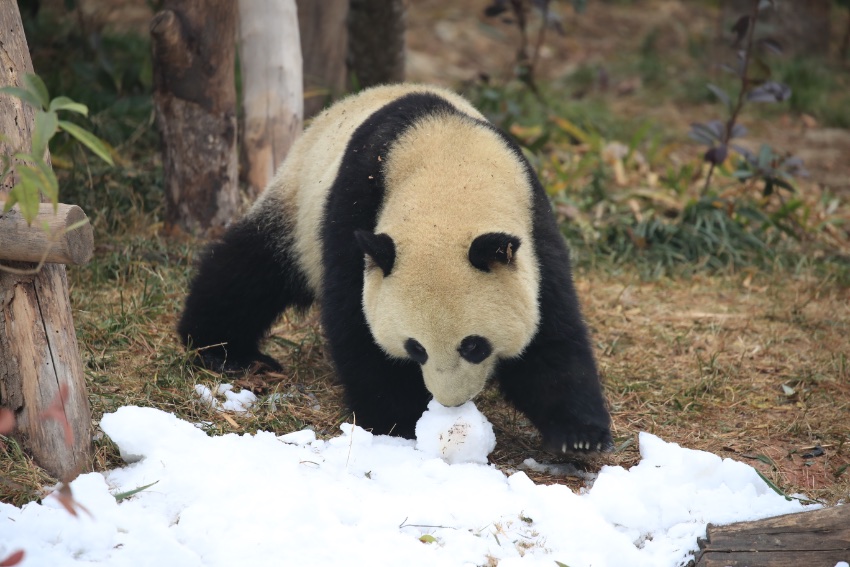 “滚滚”在雪地里撒欢。成都大熊猫繁育研究基地供图