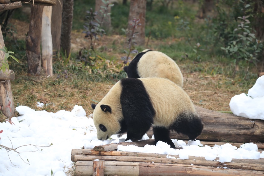“滚滚”在雪地里撒欢。成都大熊猫繁育研究基地供图