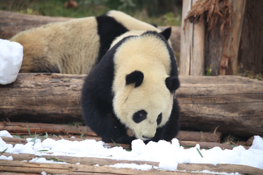 “滚滚”在雪地里撒欢。成都大熊猫繁育研究基地供图