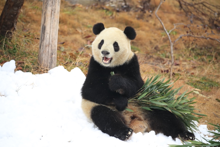 “滚滚”在雪地里撒欢。成都大熊猫繁育研究基地供图