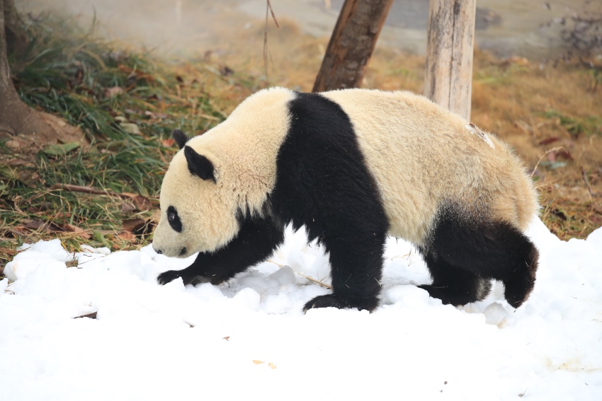 “滚滚”在雪地里撒欢。成都大熊猫繁育研究基地供图