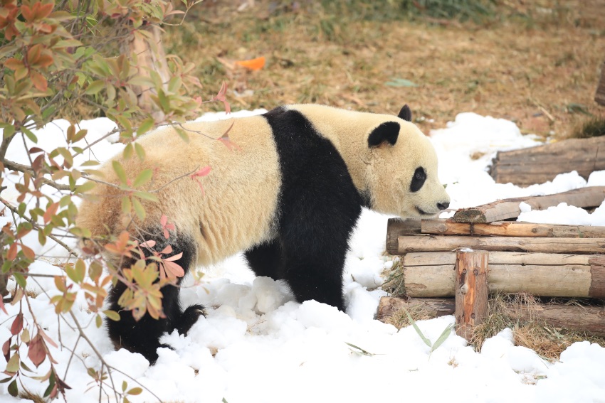 “滚滚”在雪地里撒欢。成都大熊猫繁育研究基地供图