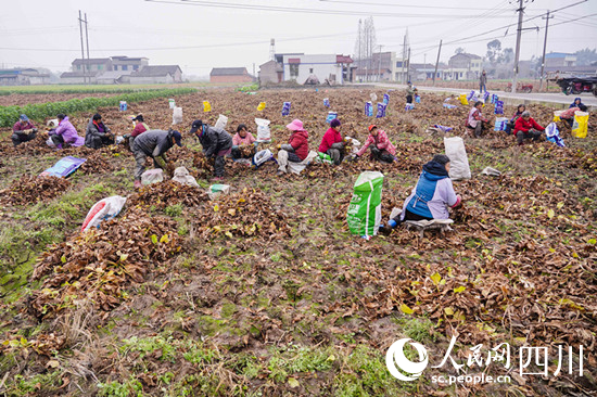 漢安村村民正在收獲澤瀉。翁光建攝