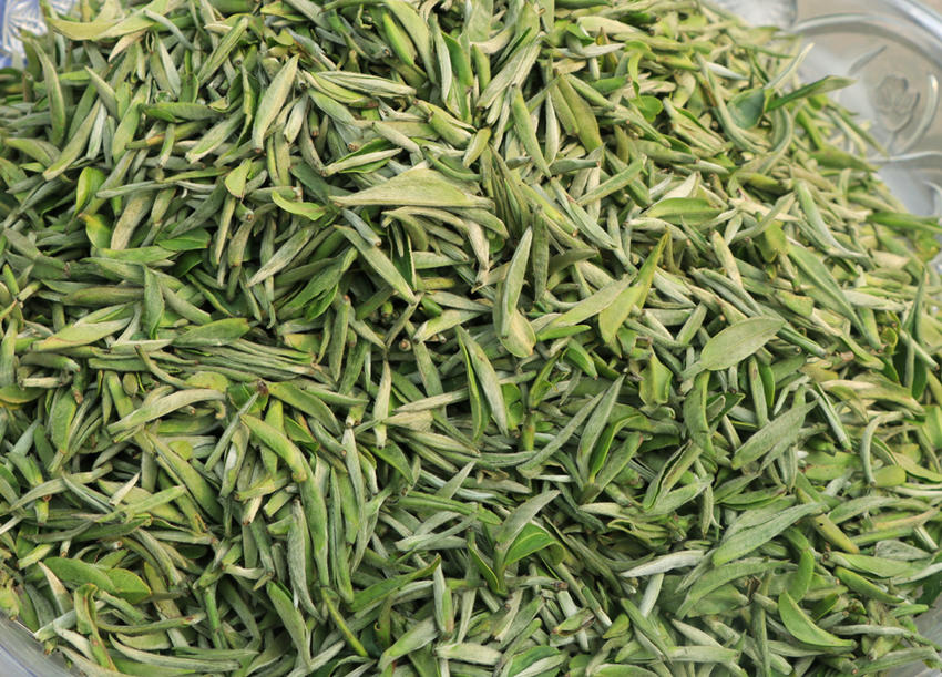 採摘的早茶。高縣融媒體中心供圖