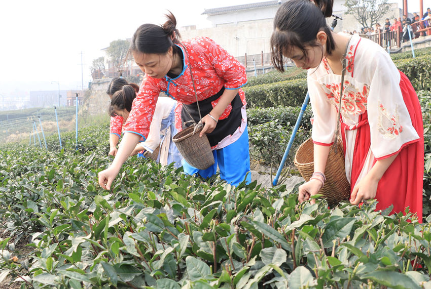 四川高县早茶开采，采茶姑娘采茶忙。高县融媒体中心供图