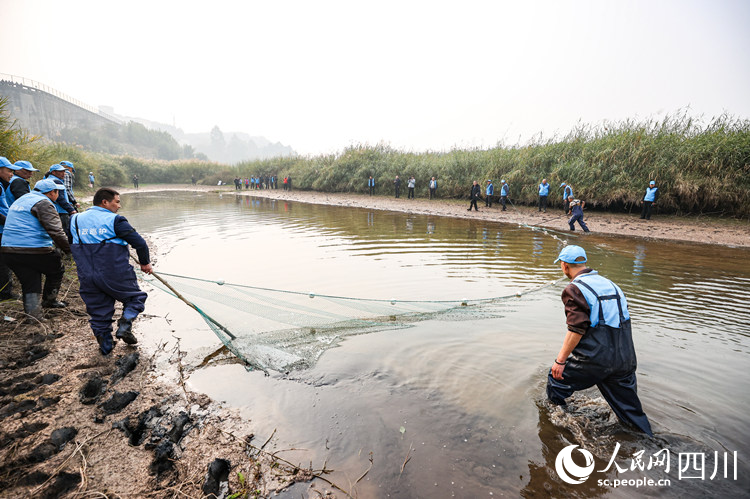 工作人員通過無傷痕拖網來回拉網捕撈。葉昌榮 攝