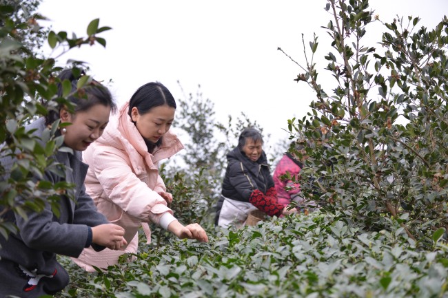 村民正在采摘茶叶。蒋兵供图